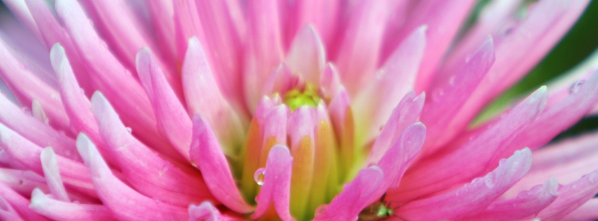 Dahlia With Raindrops