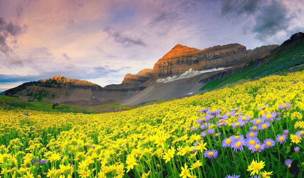 Daisy Field And Rock Hill