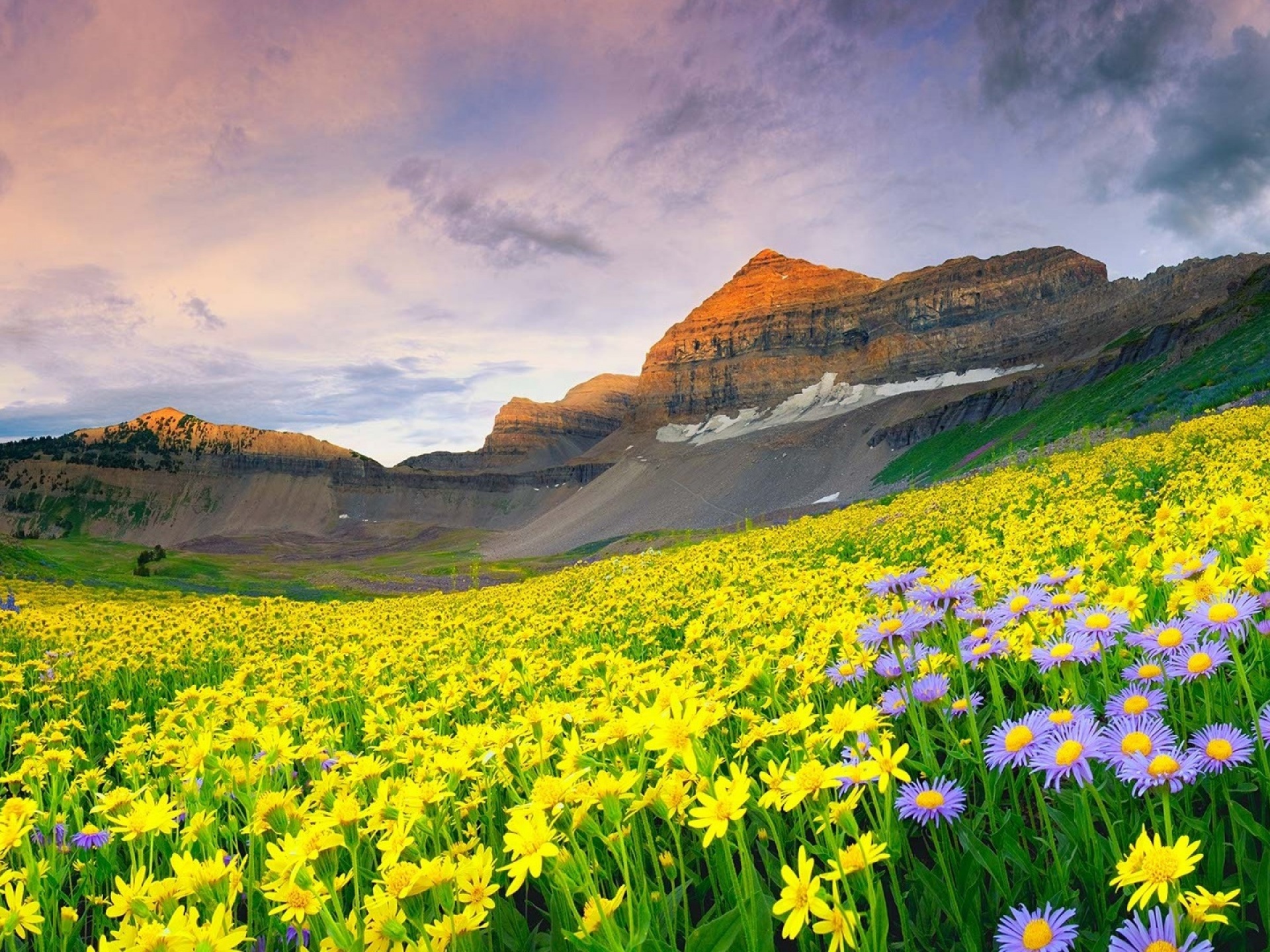 Daisy Field And Rock Hill