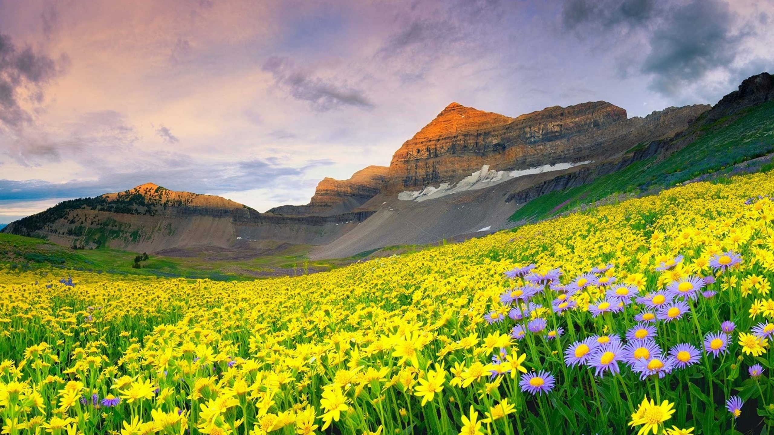 Daisy Field And Rock Hill