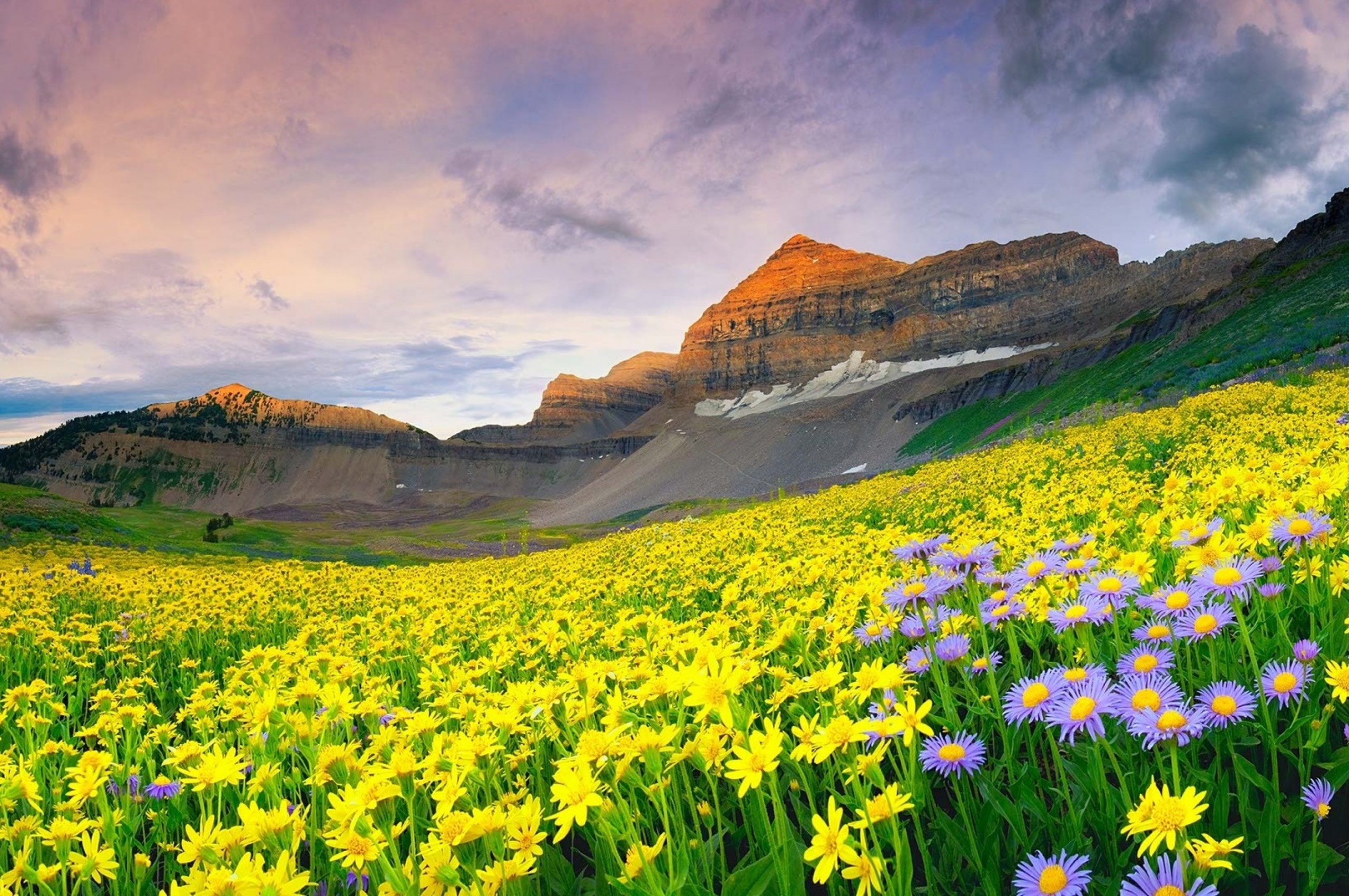 Daisy Field And Rock Hill