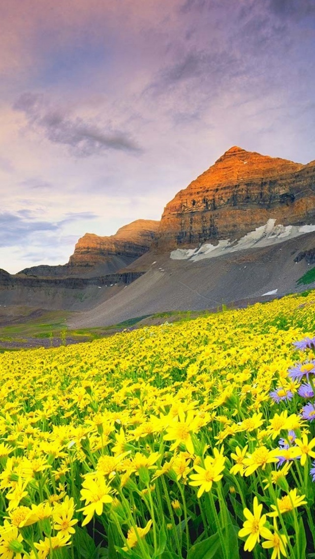 Daisy Field And Rock Hill