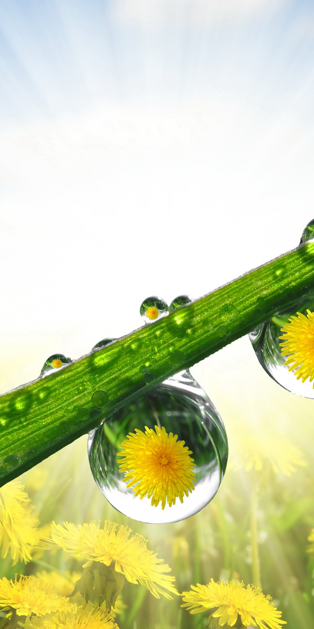 Dandelions Drops