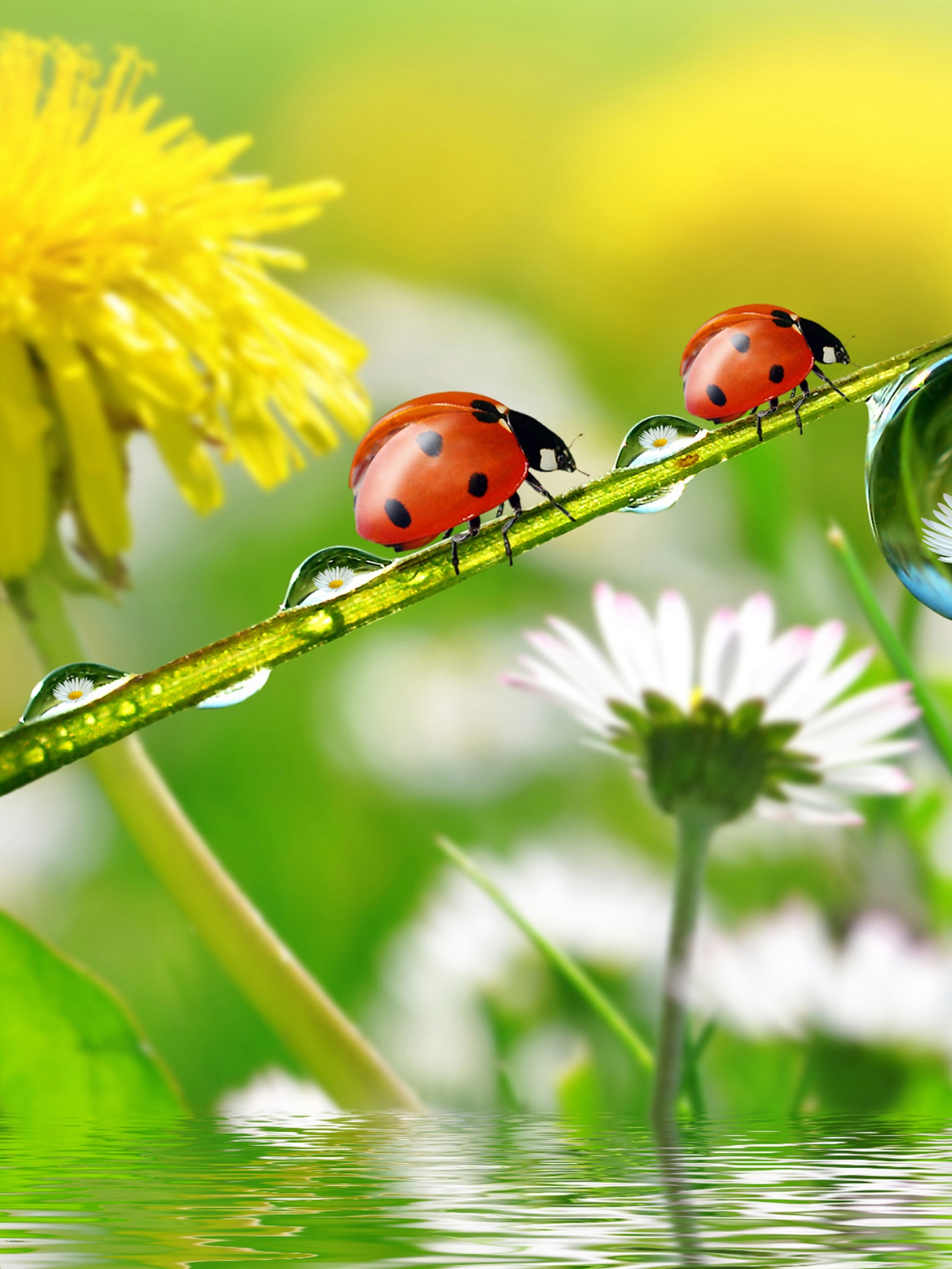 Dandelions Ladybugs Drops Nature