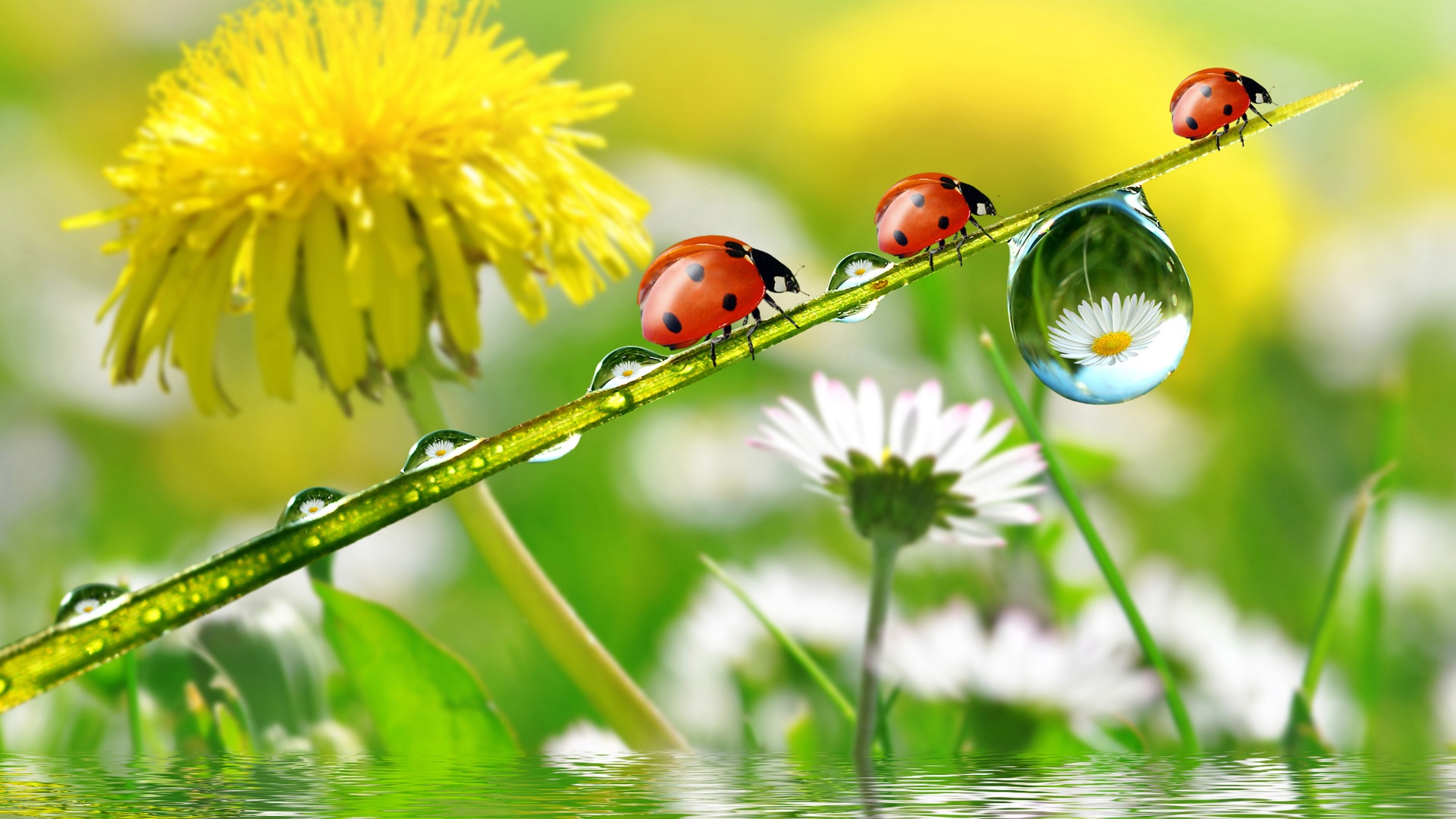 Dandelions Ladybugs Drops Nature