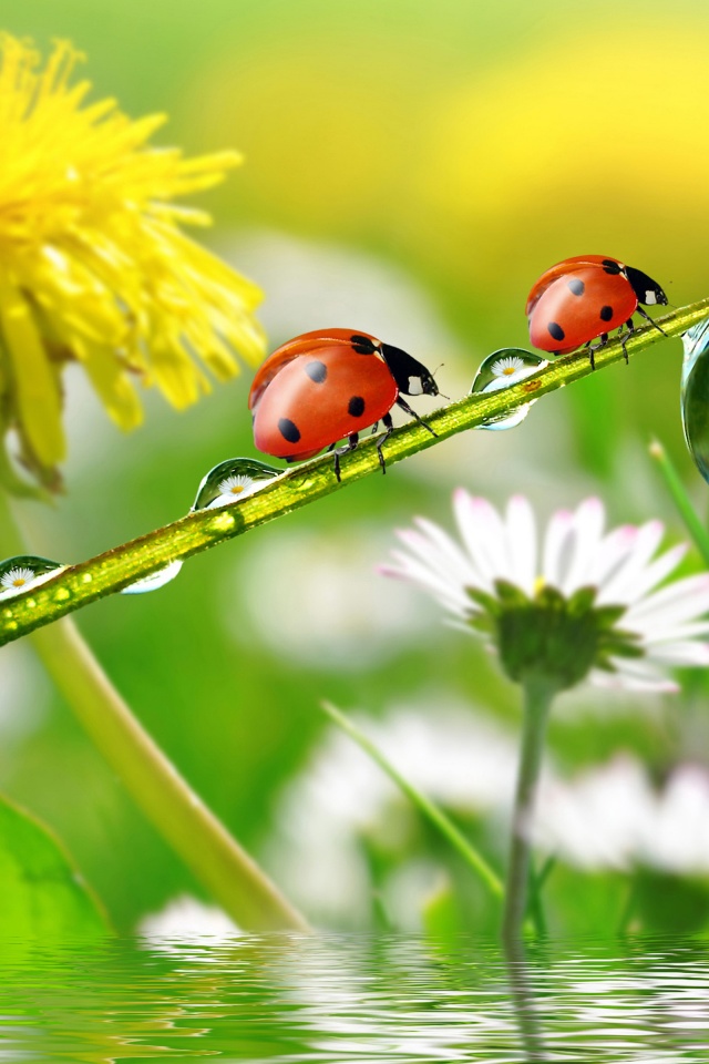 Dandelions Ladybugs Drops Nature