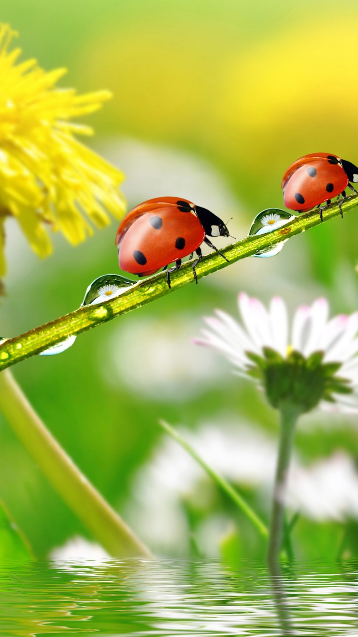 Dandelions Ladybugs Drops Nature