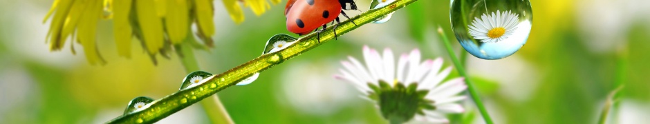 Dandelions Ladybugs Drops Nature