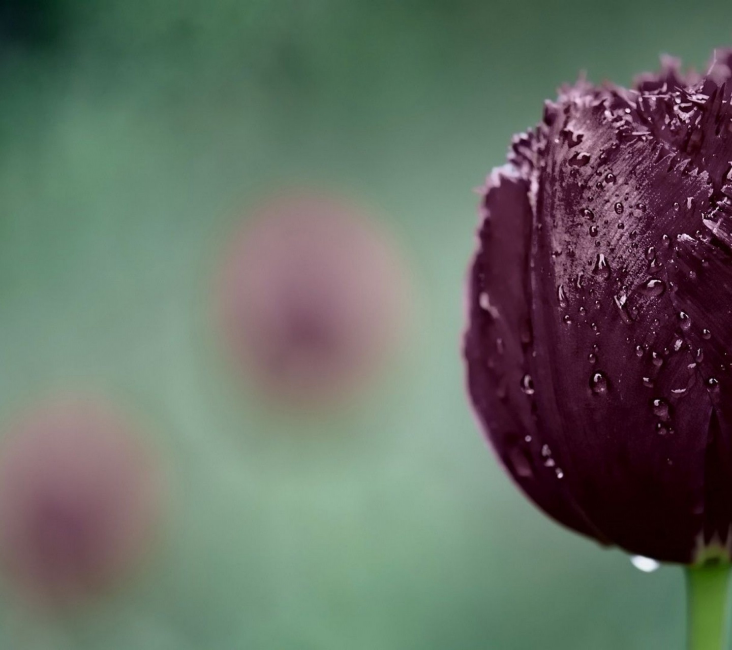 Dark Purple Tulip