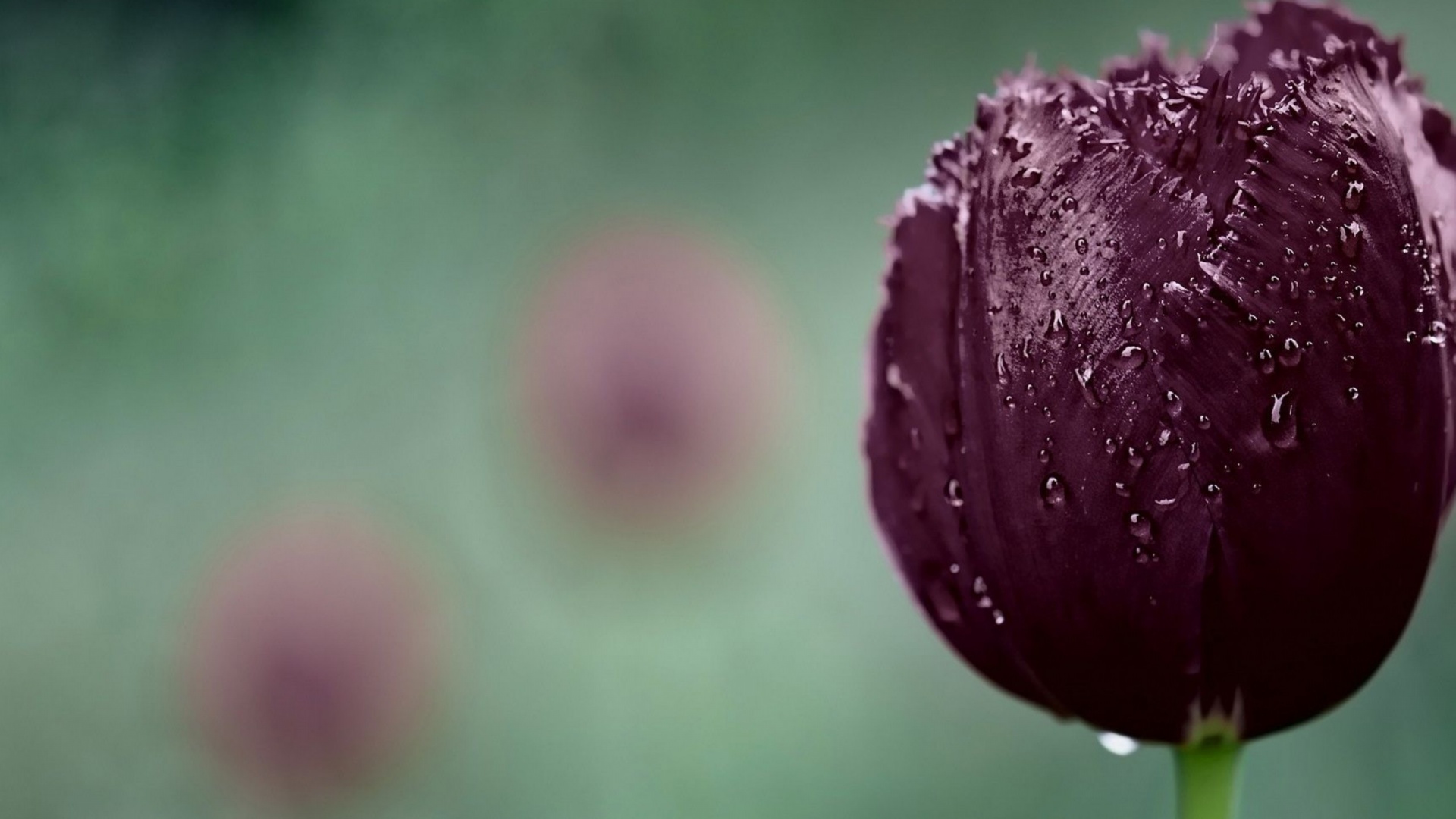 Dark Purple Tulip