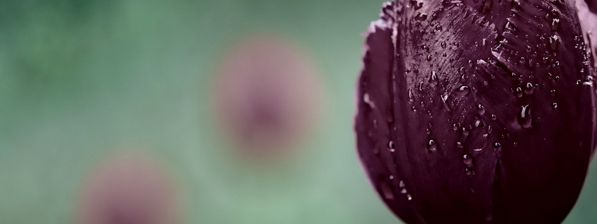 Dark Purple Tulip