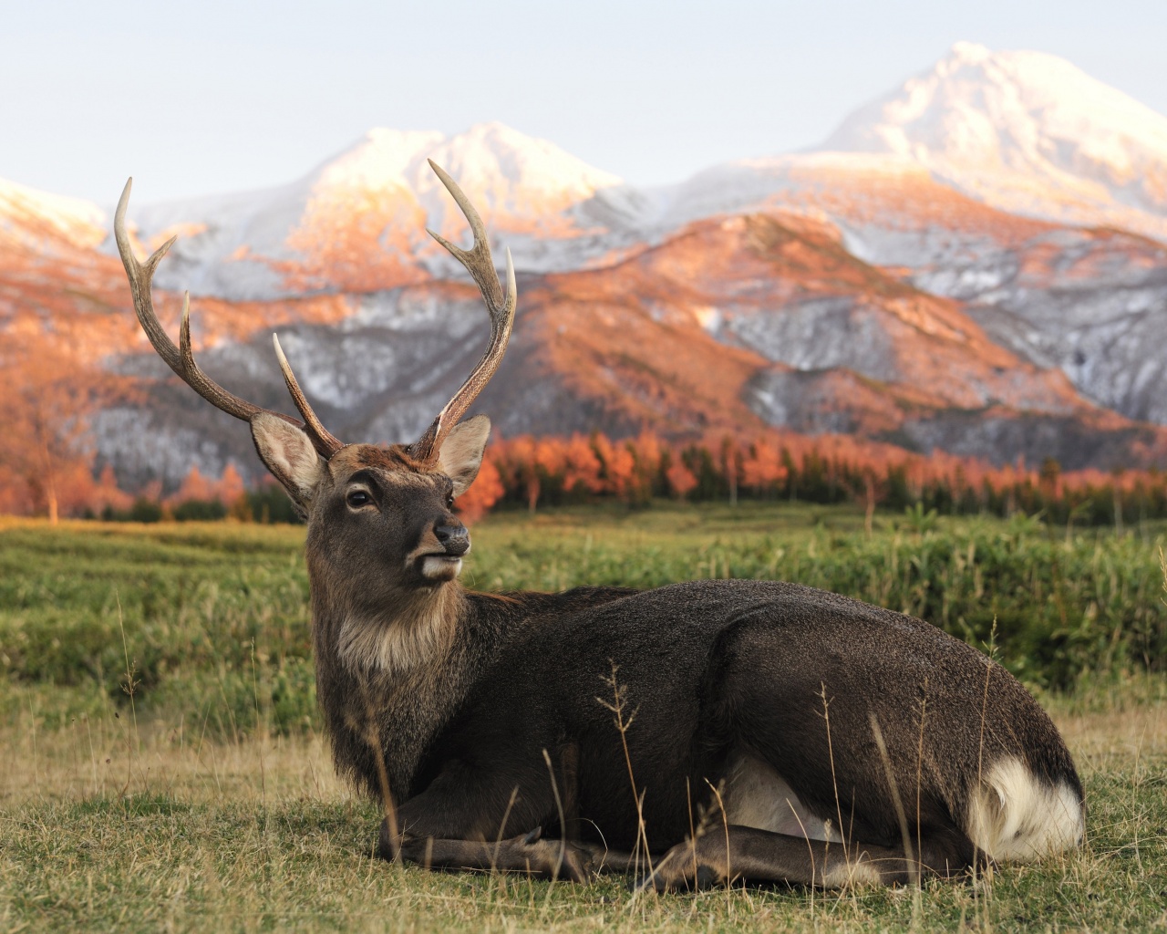 Deer In Foothills Of The Mountains