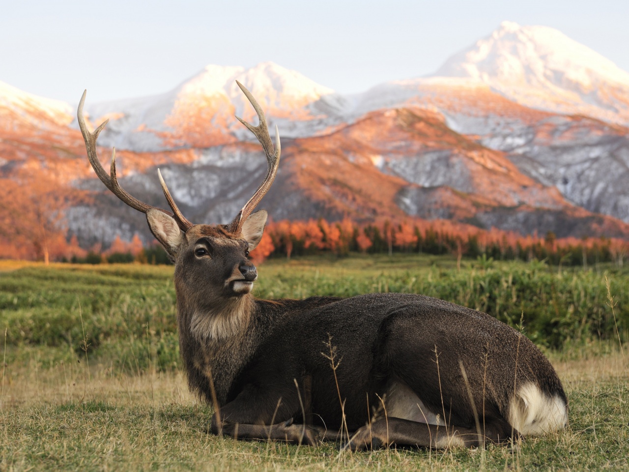 Deer In Foothills Of The Mountains