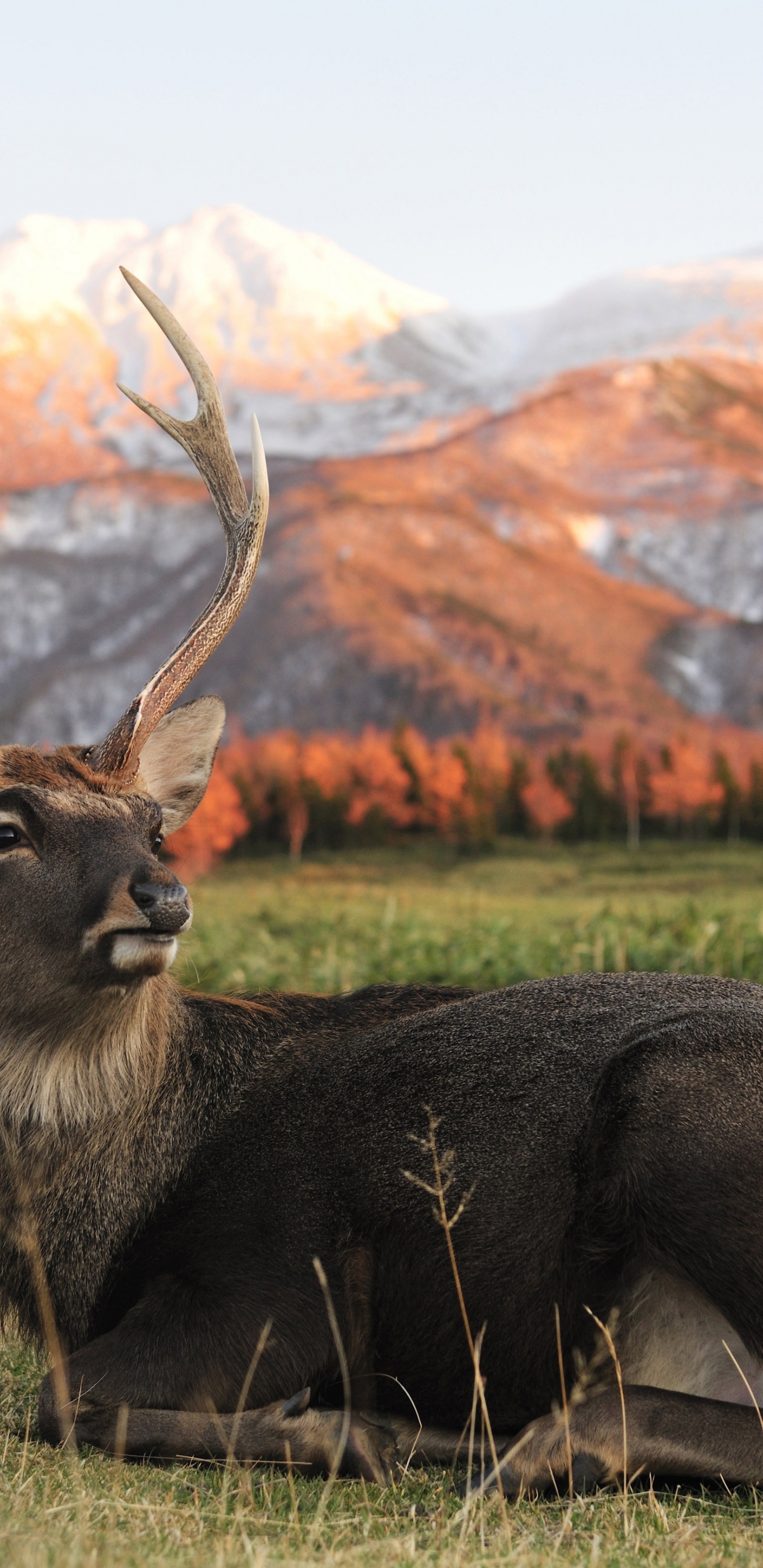 Deer In Foothills Of The Mountains