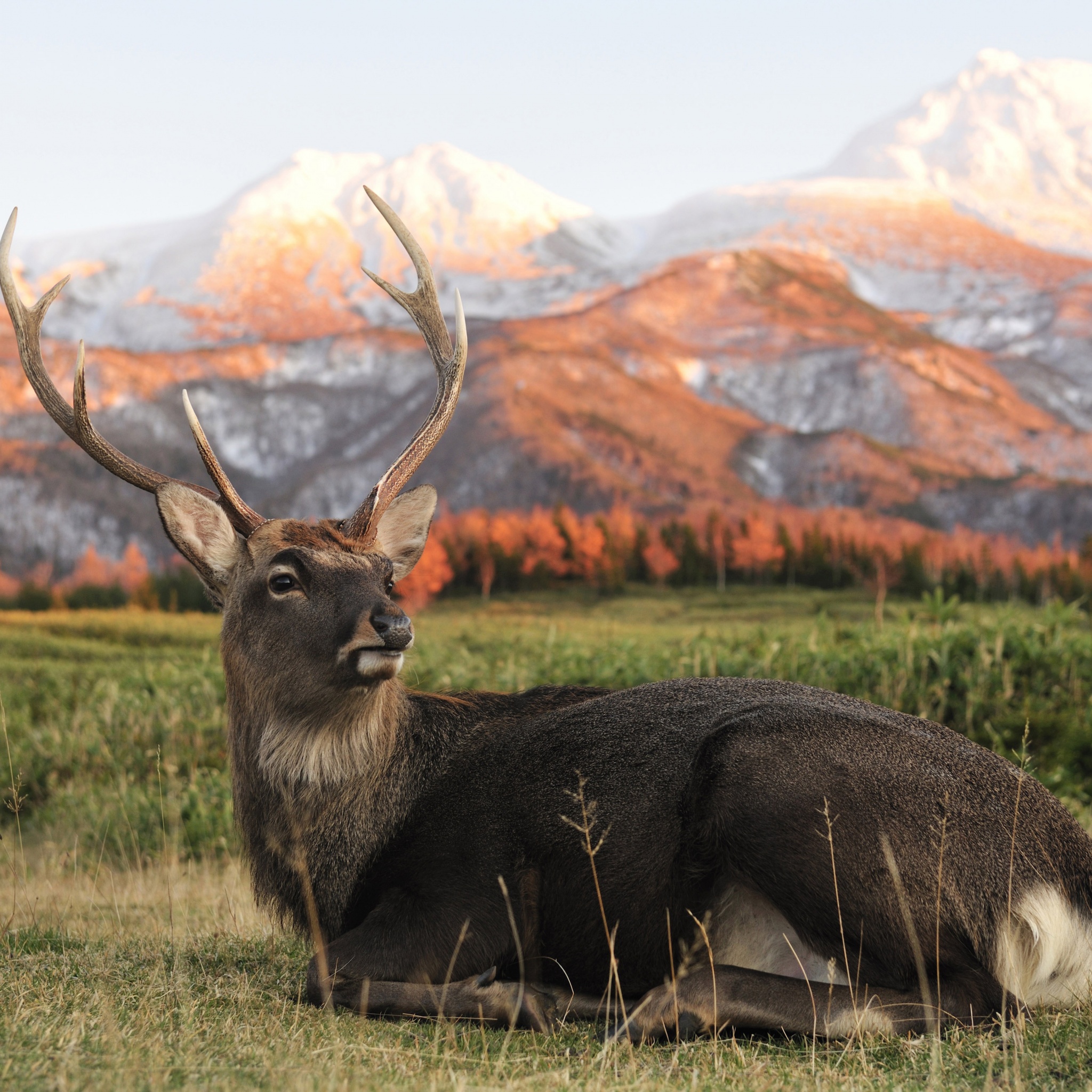 Deer In Foothills Of The Mountains