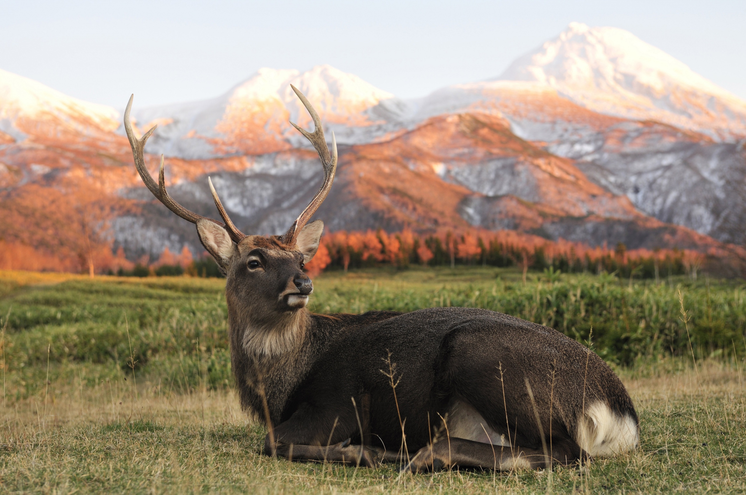 Deer In Foothills Of The Mountains