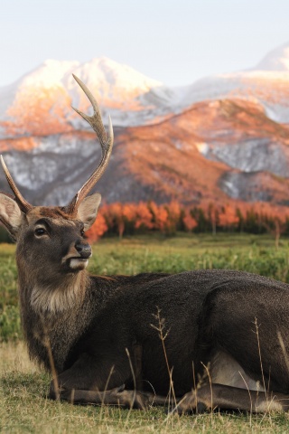 Deer In Foothills Of The Mountains