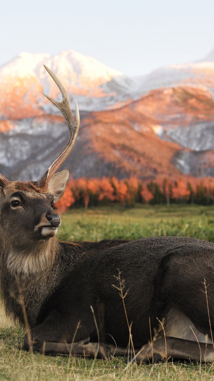 Deer In Foothills Of The Mountains