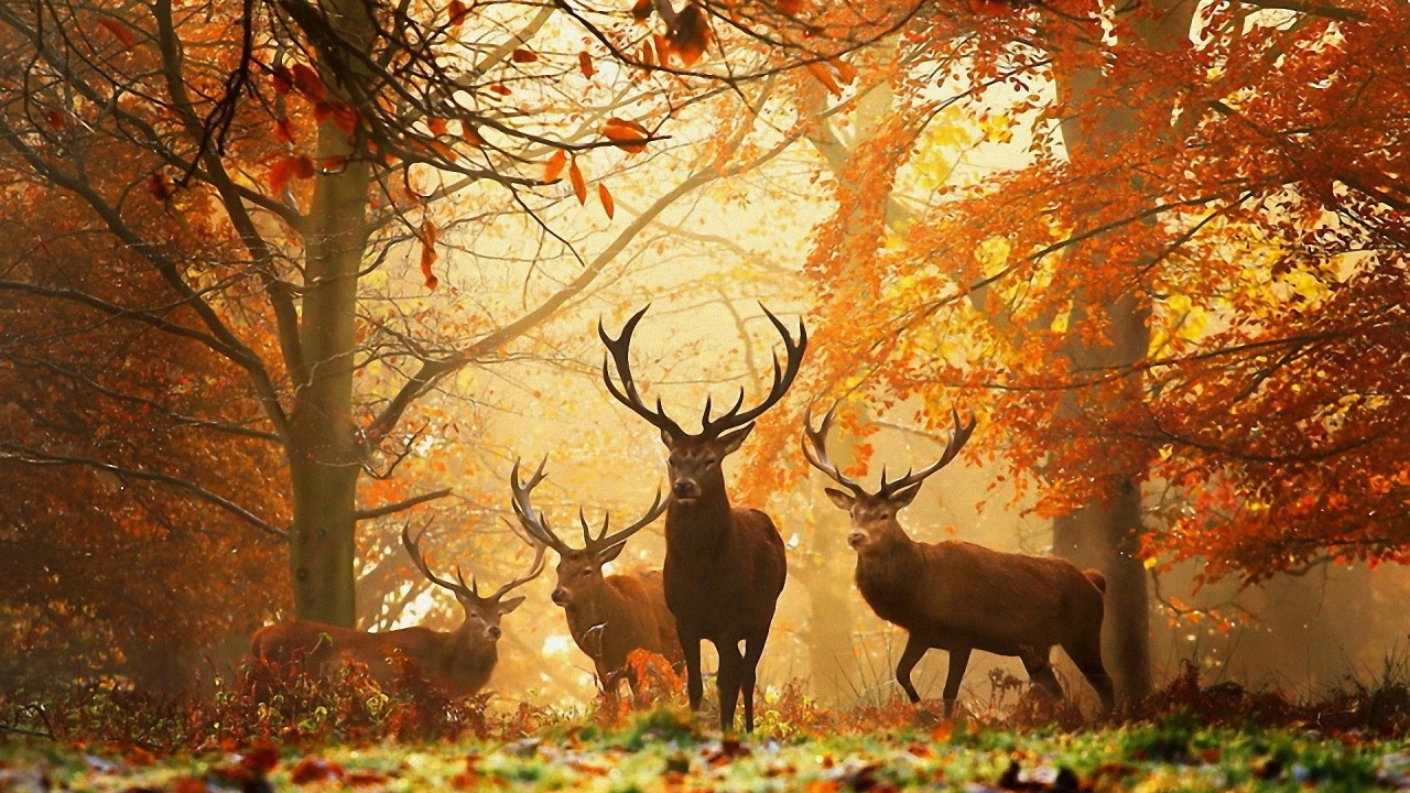 Deer In The Forest