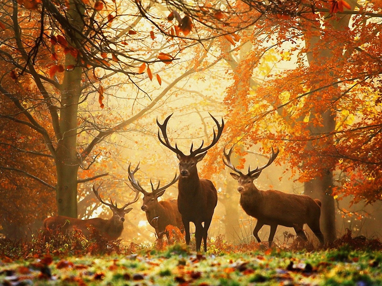 Deer In The Forest