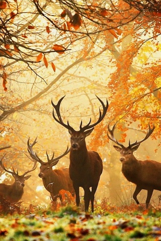 Deer In The Forest