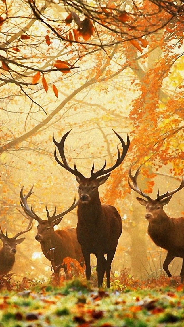 Deer In The Forest