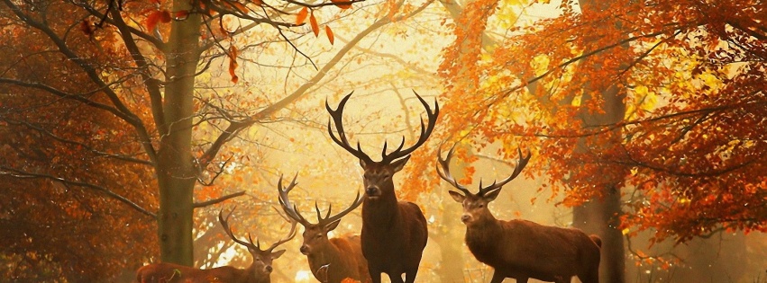 Deer In The Forest