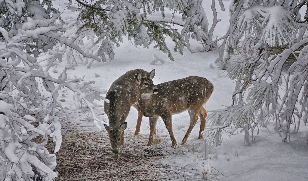 Deer Snow Trees Winter