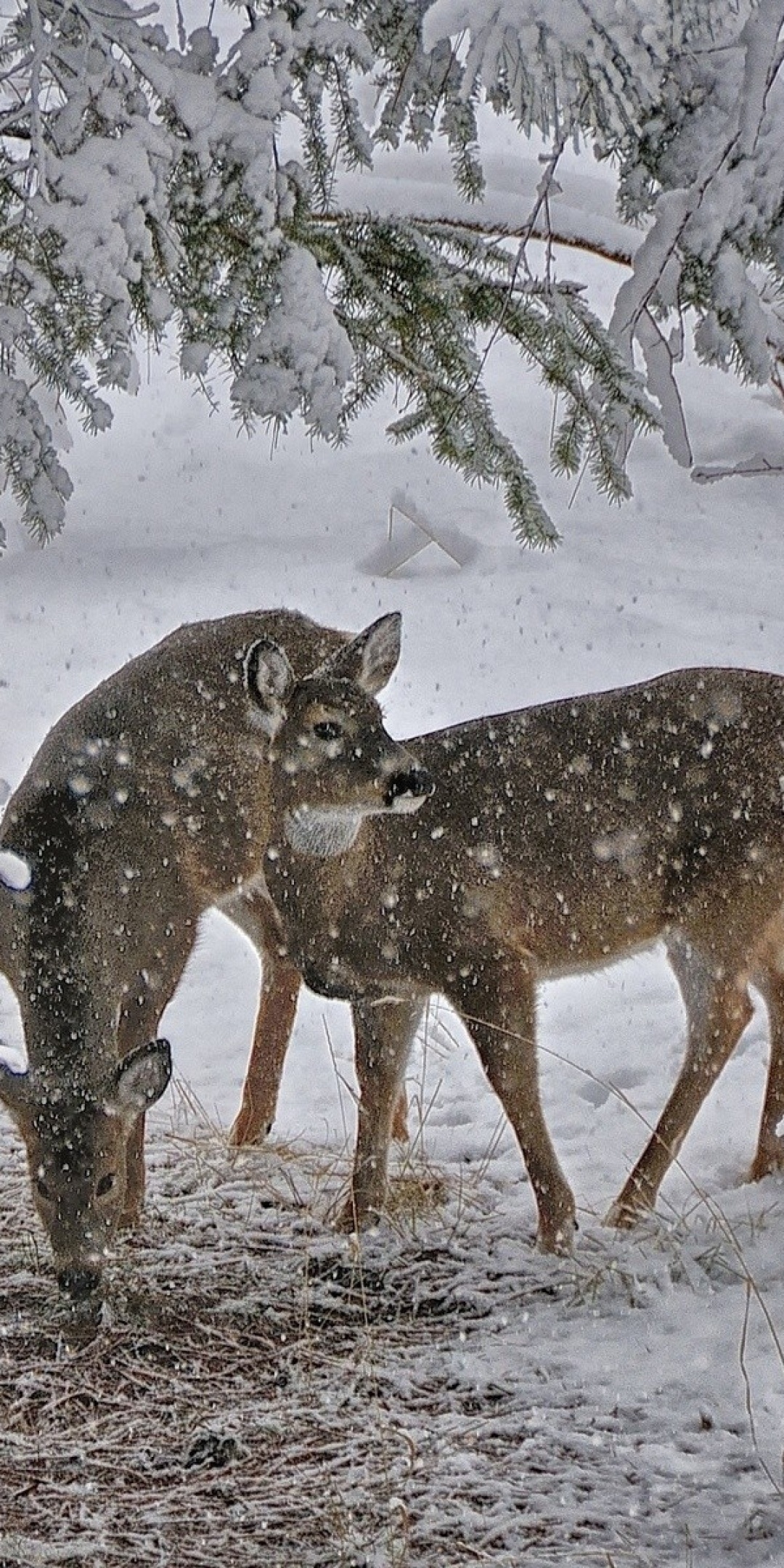 Deer Snow Trees Winter