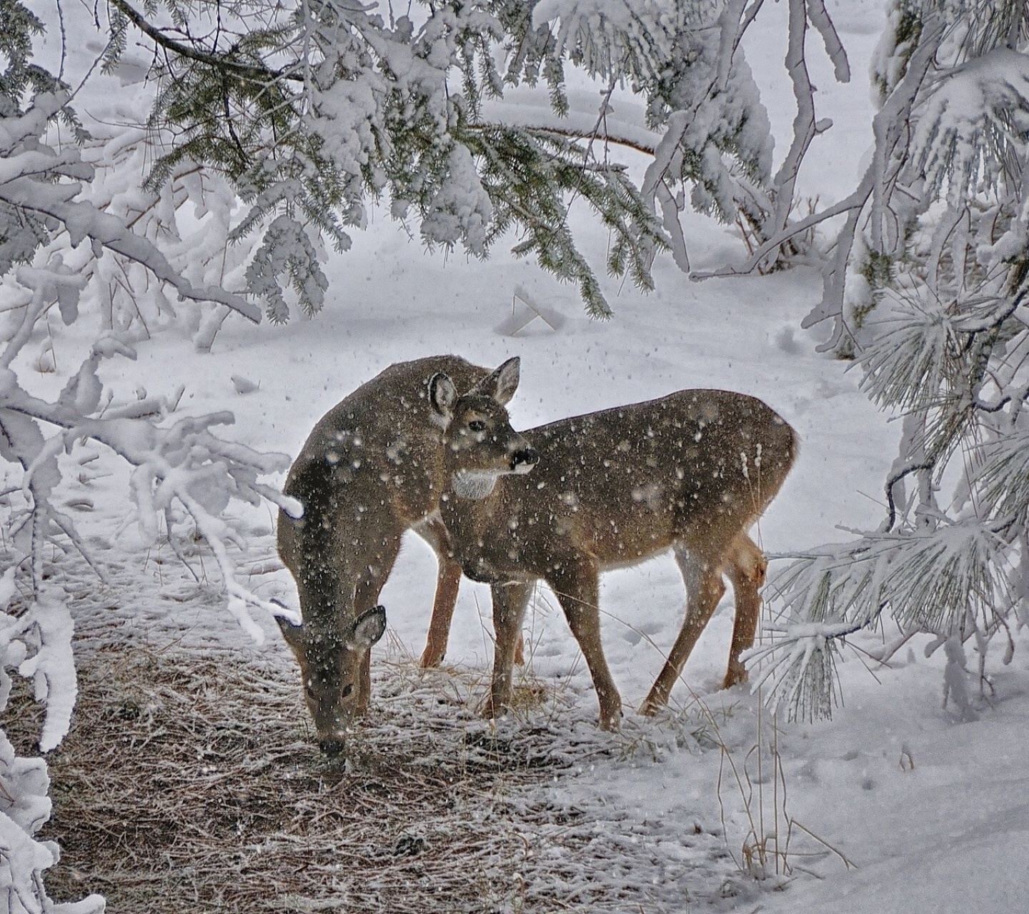 Deer Snow Trees Winter