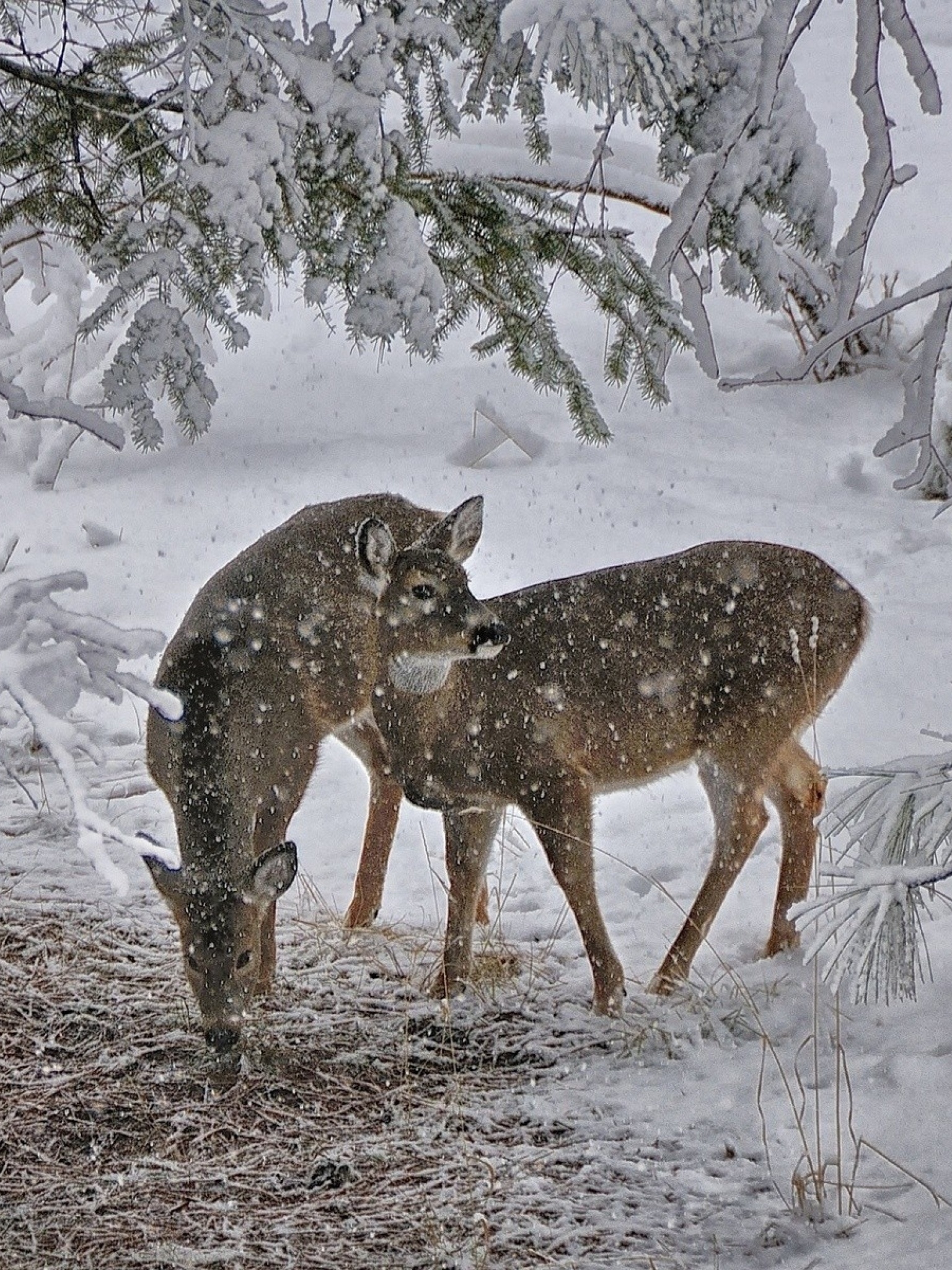 Deer Snow Trees Winter