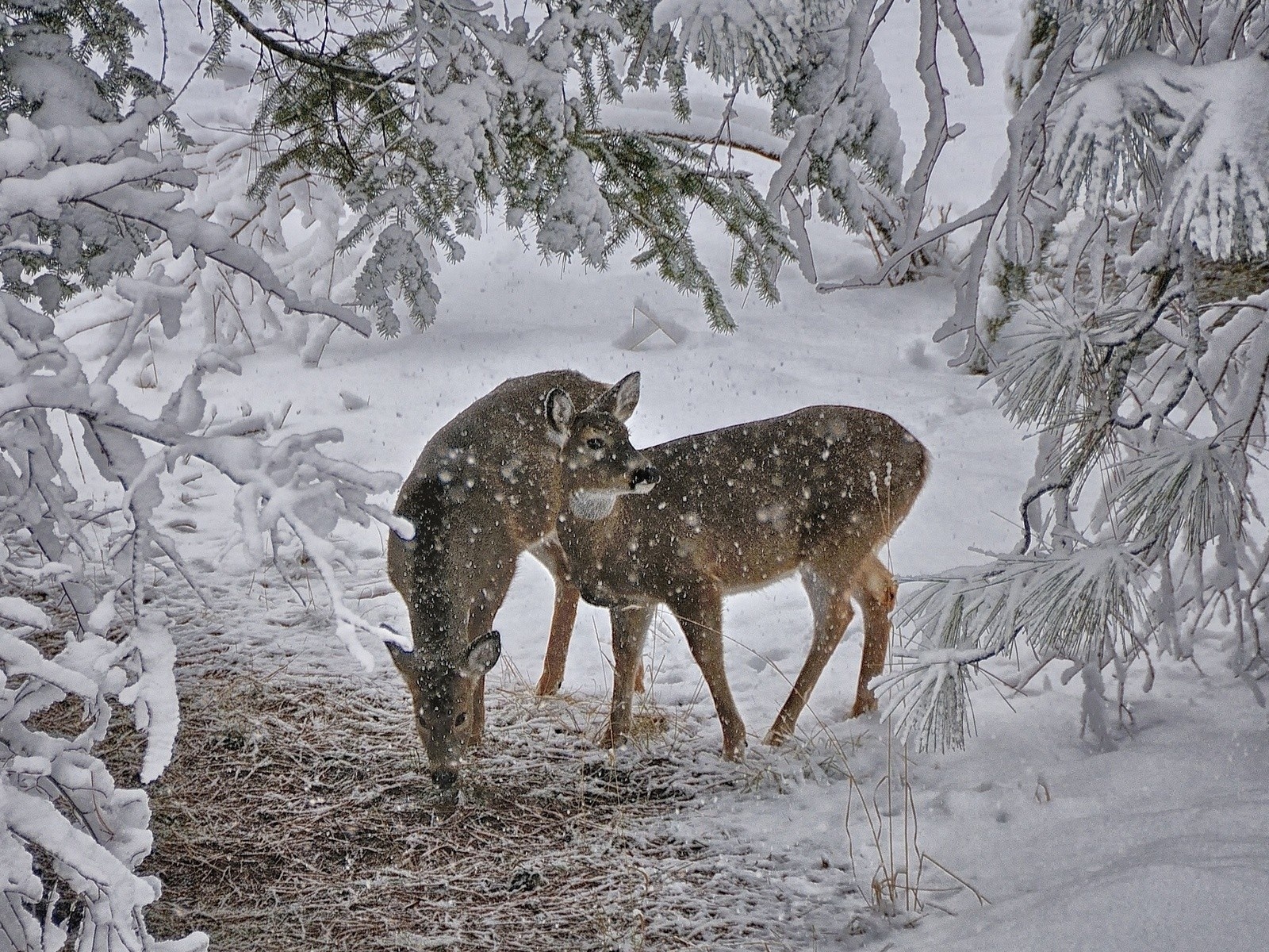 Deer Snow Trees Winter