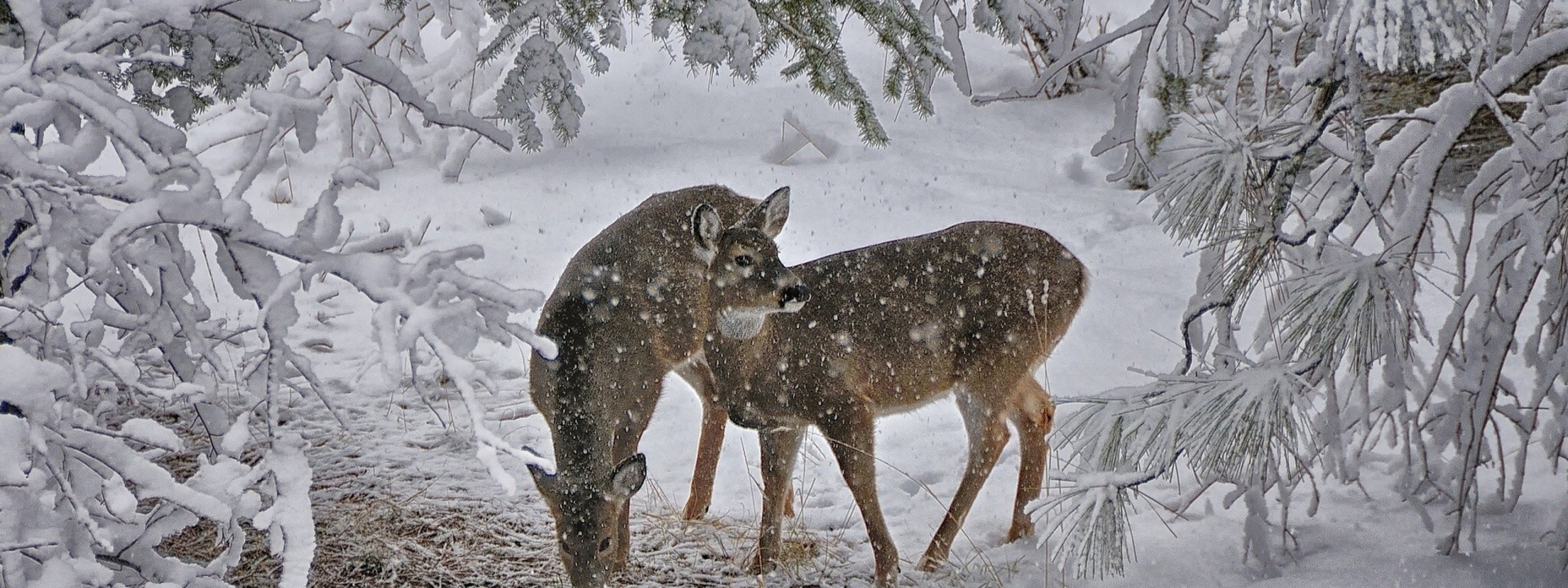 Deer Snow Trees Winter