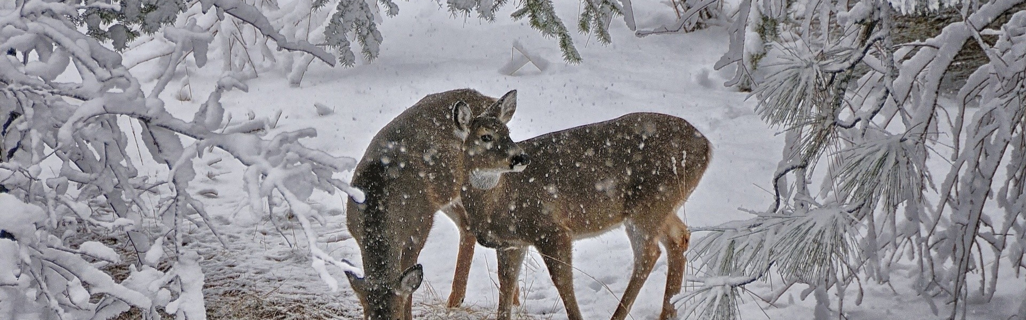 Deer Snow Trees Winter