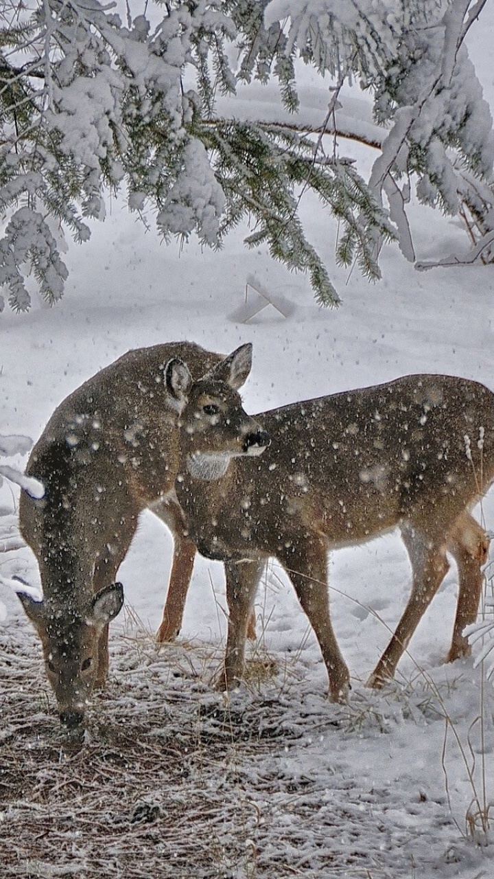 Deer Snow Trees Winter