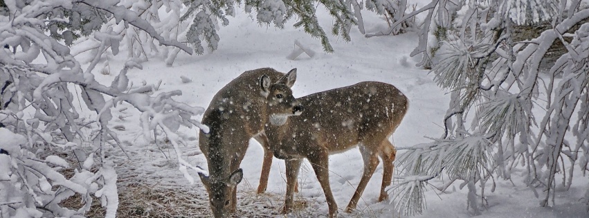 Deer Snow Trees Winter