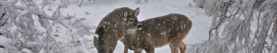 Deer Snow Trees Winter