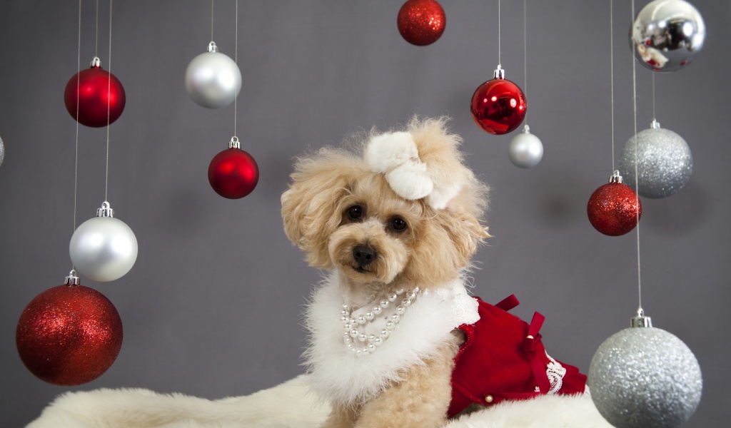 Dog And Christmas Decorations