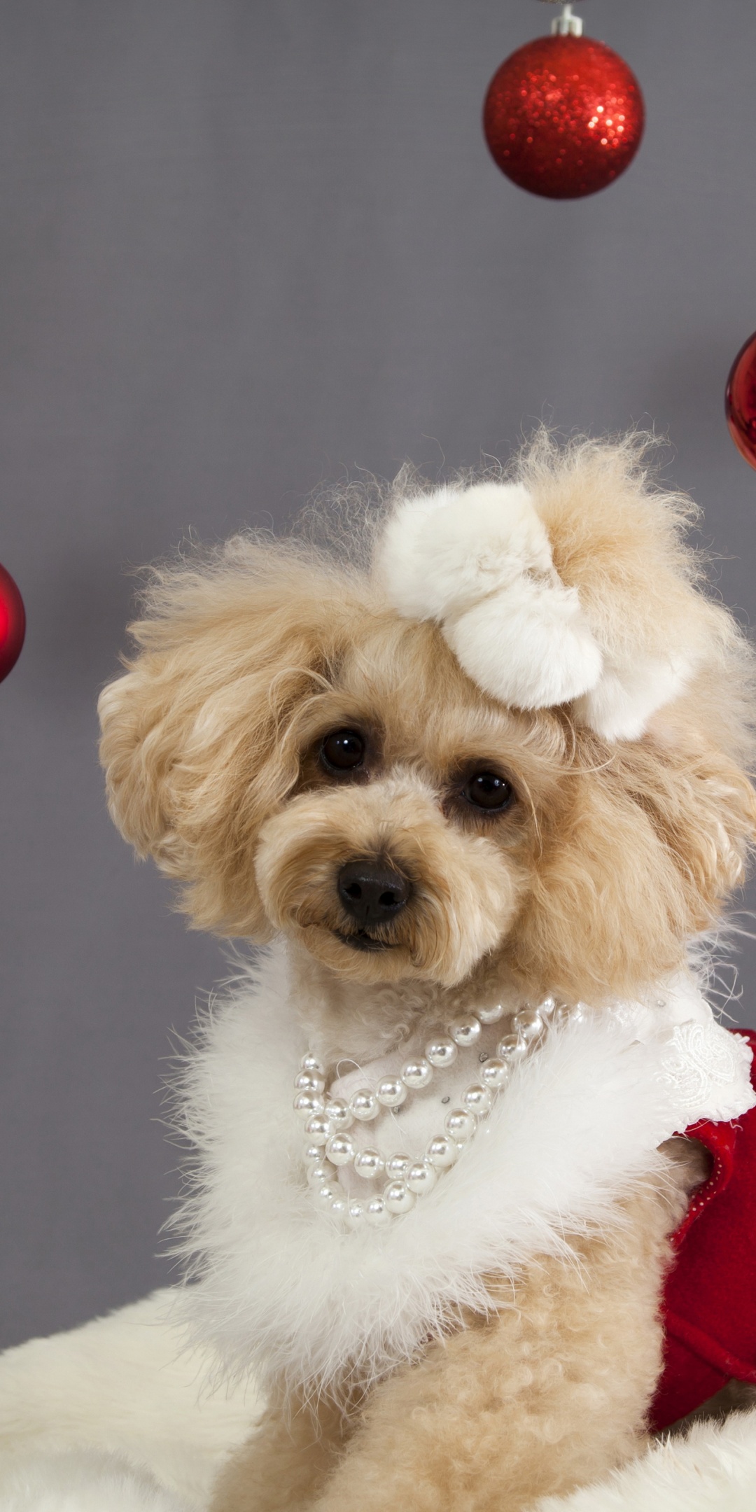 Dog And Christmas Decorations