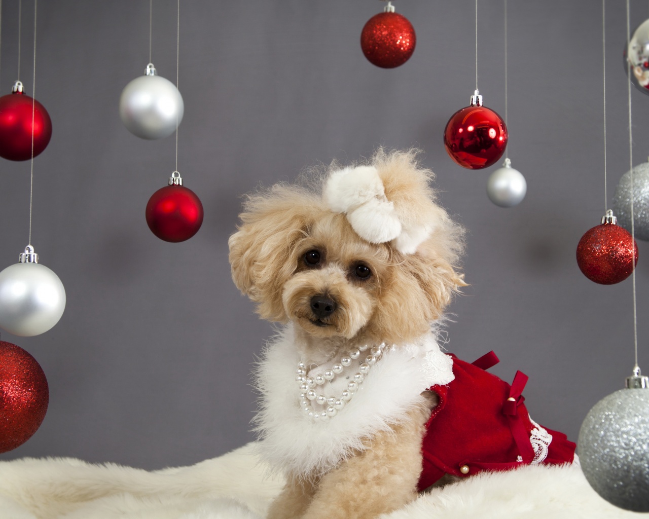 Dog And Christmas Decorations