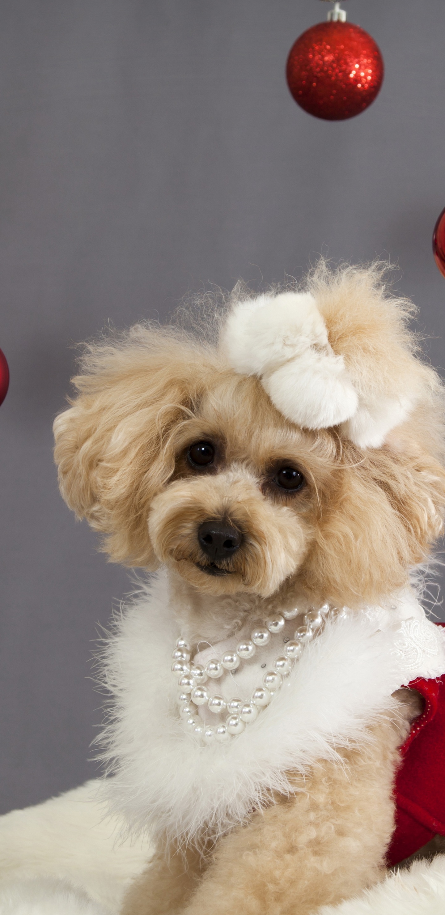 Dog And Christmas Decorations