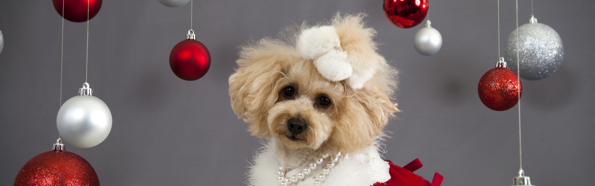 Dog And Christmas Decorations