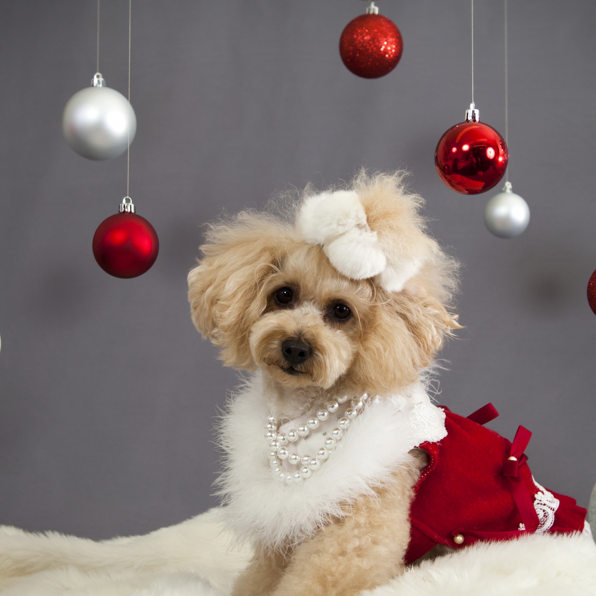 Dog And Christmas Decorations