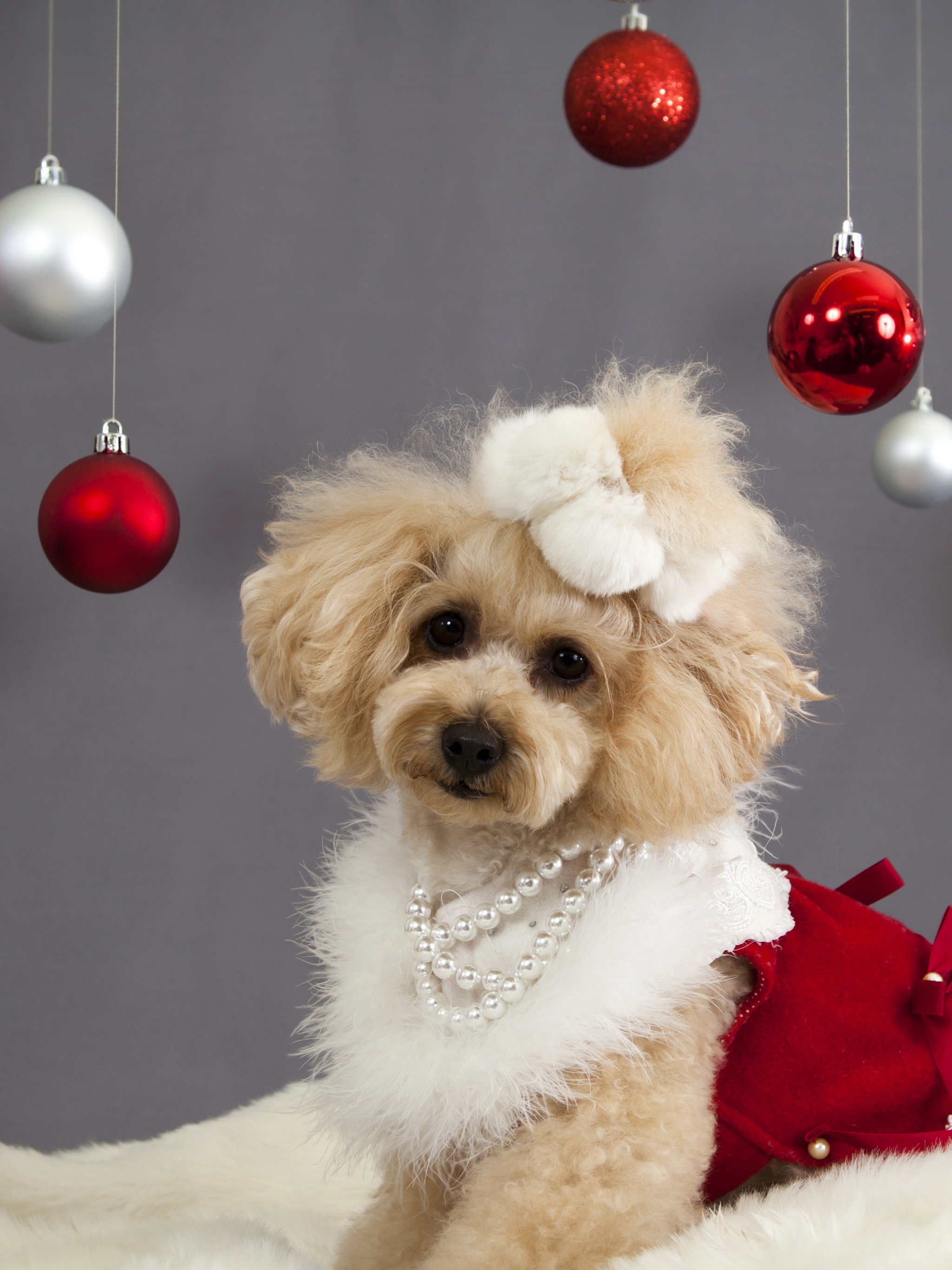 Dog And Christmas Decorations