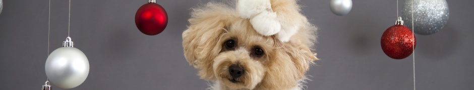 Dog And Christmas Decorations