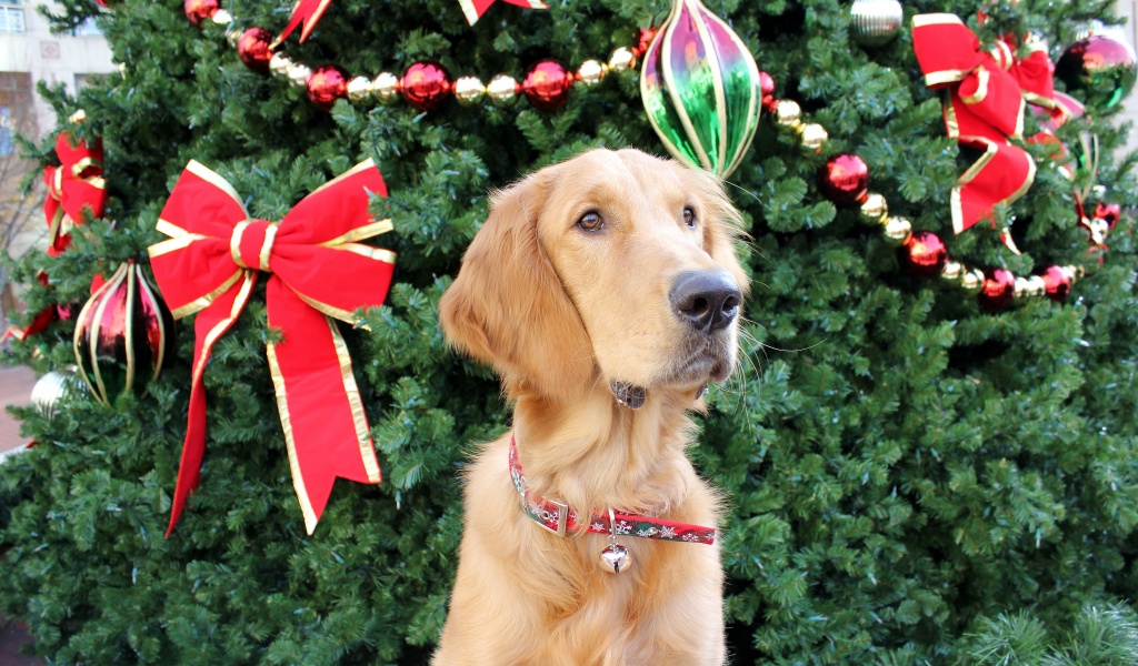Dog And Christmas Tree