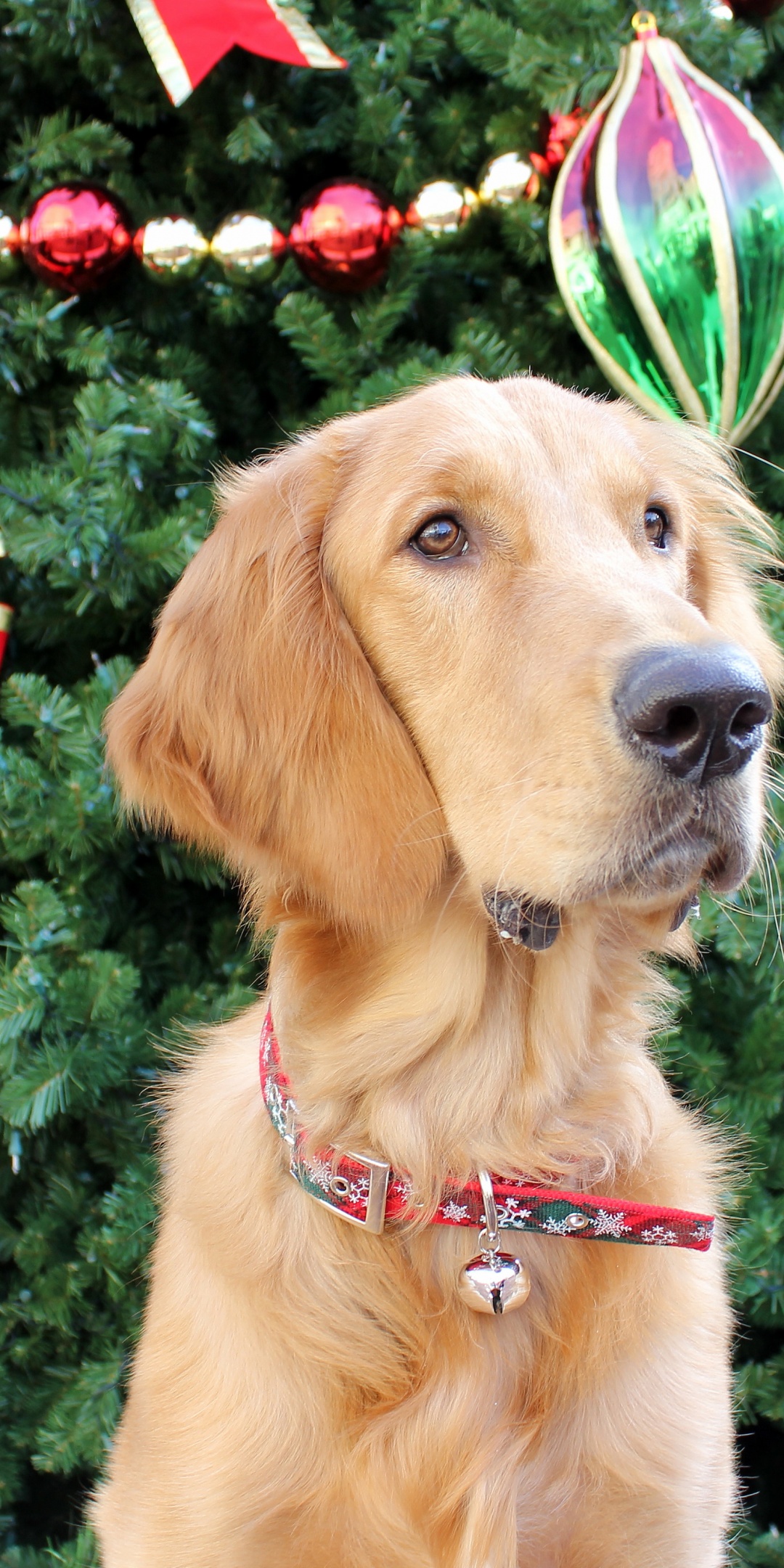 Dog And Christmas Tree