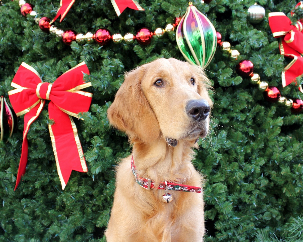 Dog And Christmas Tree