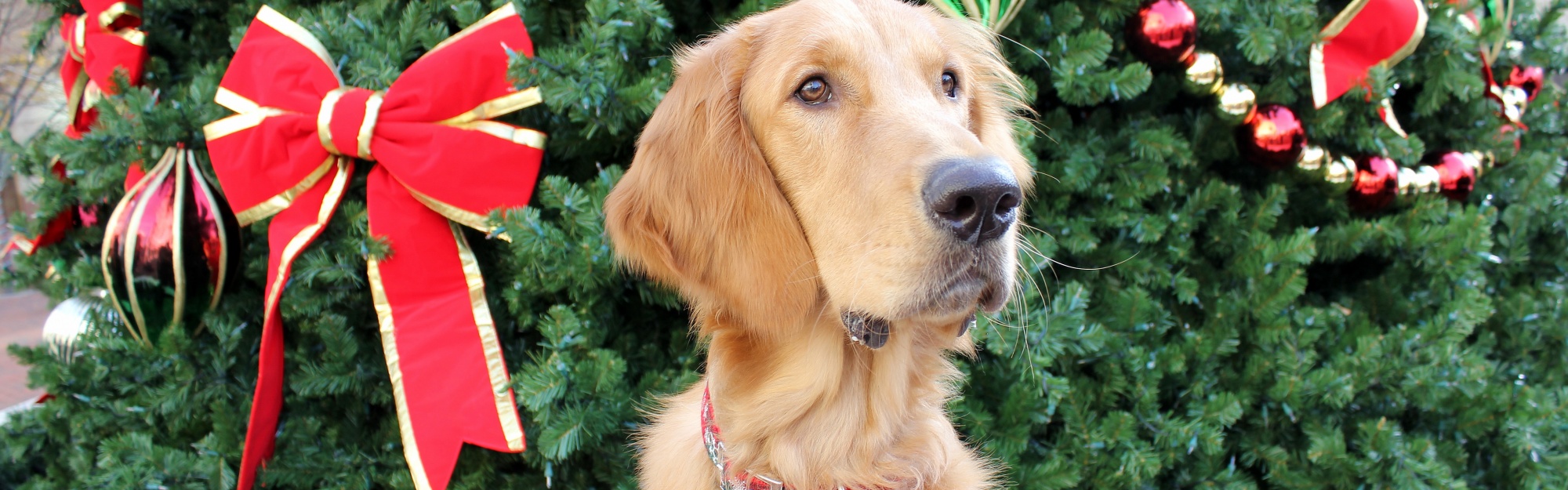 Dog And Christmas Tree