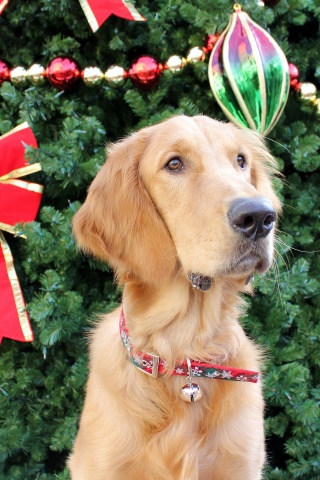 Dog And Christmas Tree